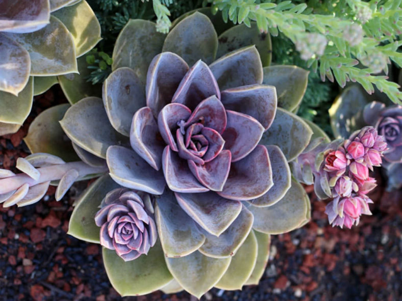 Echeveria 'Purple Pearl'