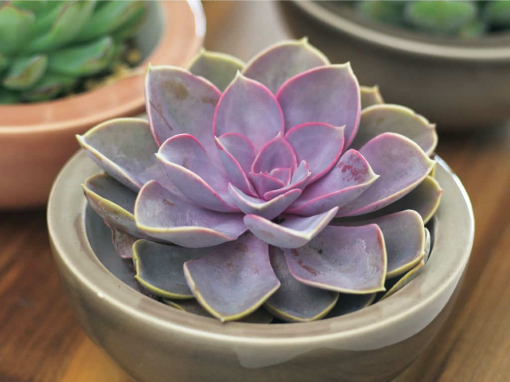 Echeveria 'Purple Pearl'
