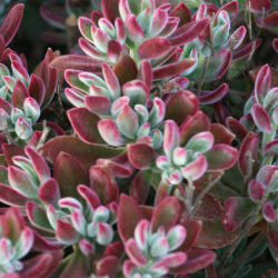 Echeveria harmsii 'Ruby Slippers'