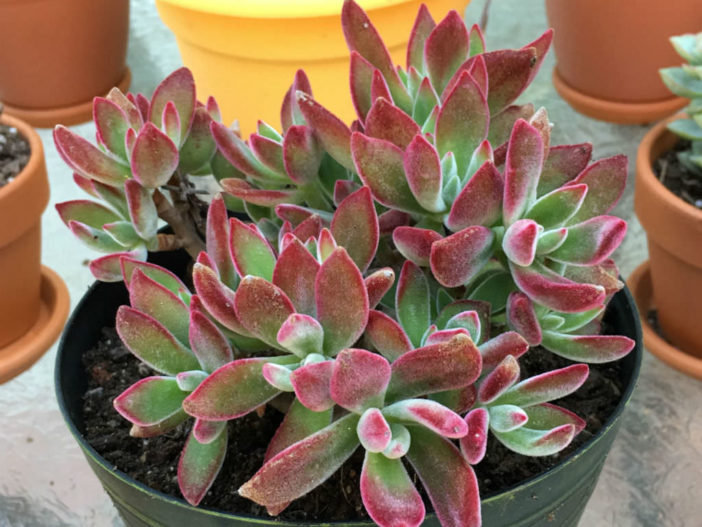 Echeveria harmsii 'Ruby Slippers' One Rooted Cutting Blooms Orange 