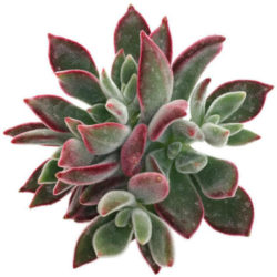 Echeveria harmsii 'Ruby Slippers'