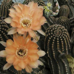 Echinopsis 'Orange Paramount'
