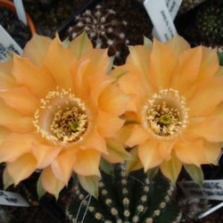 Echinopsis 'Orange Paramount'