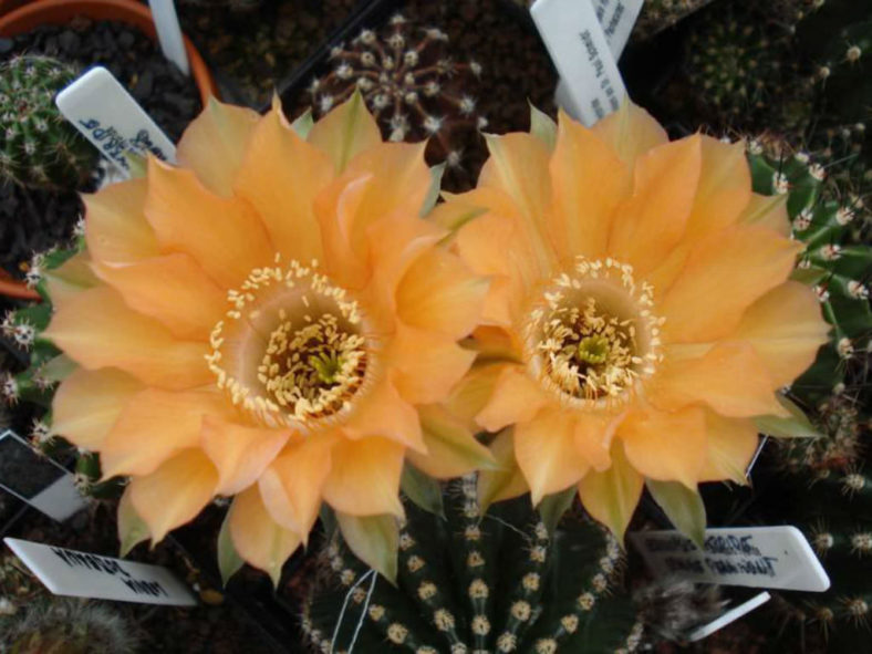 Echinopsis 'Orange Paramount'