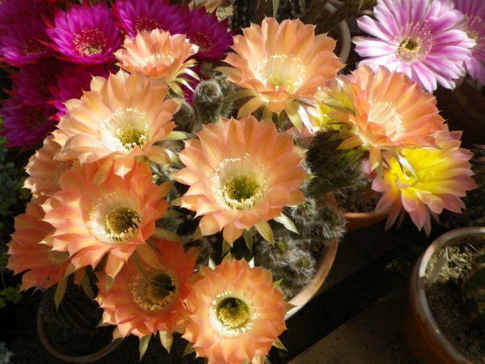 Echinopsis 'Orange Paramount'