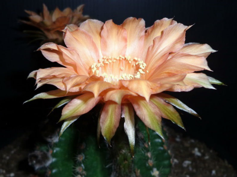 Echinopsis 'Orange Paramount'
