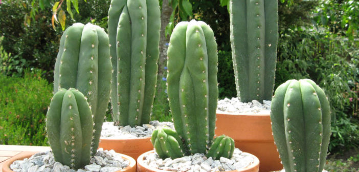 San Pedro Echinopsis pachanoi wachuma cactus 14g 