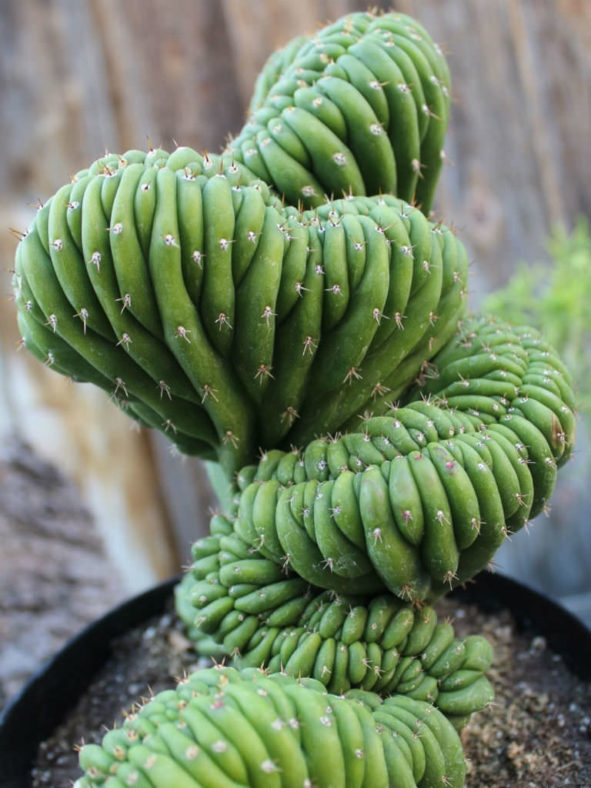 Echinopsis pachanoi f. cristata aka Trichocereus pachanoi f. cristatus or Trichocereus macrogonus var. pachanoi f. cristatus