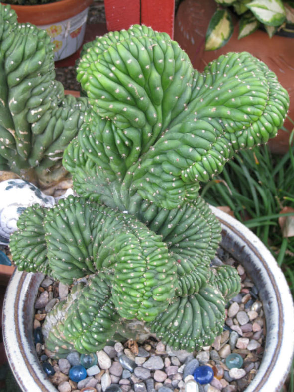 Echinopsis pachanoi f. cristata aka Trichocereus pachanoi f. cristatus or Trichocereus macrogonus var. pachanoi f. cristatus