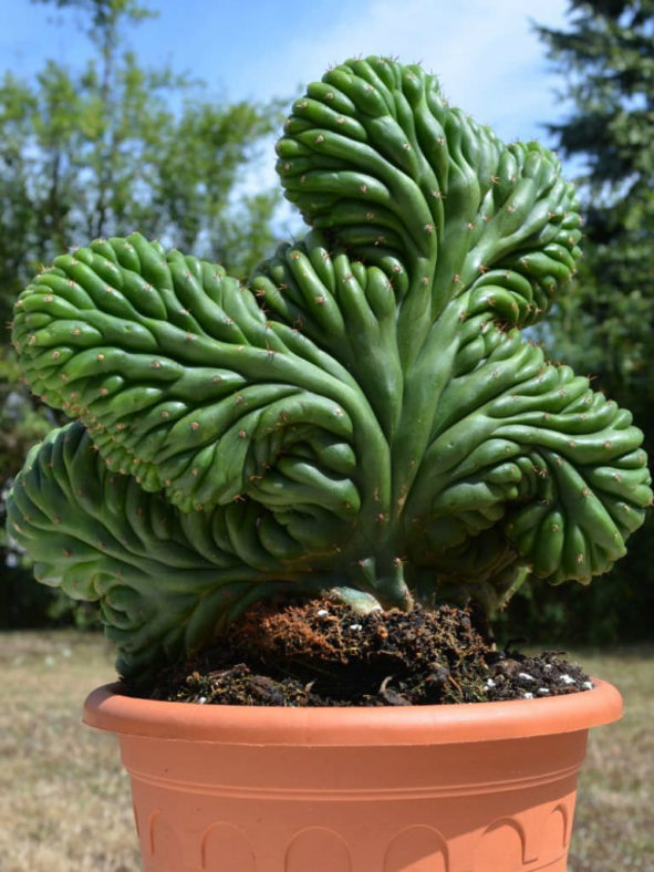 Echinopsis pachanoi f. cristata aka Trichocereus pachanoi f. cristatus or Trichocereus macrogonus var. pachanoi f. cristatus