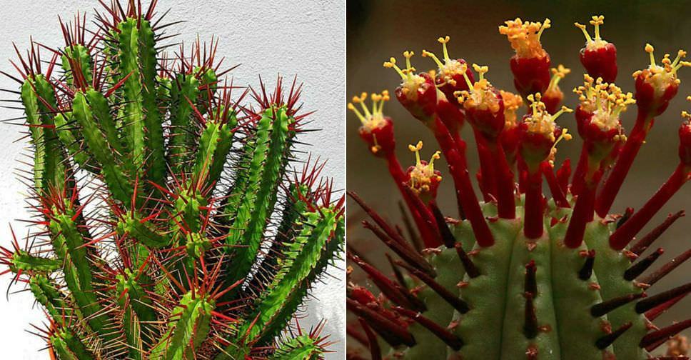 Euphorbia pentagona Comb Pink Spines 10 pincushion Euphorbia Seeds S&H 