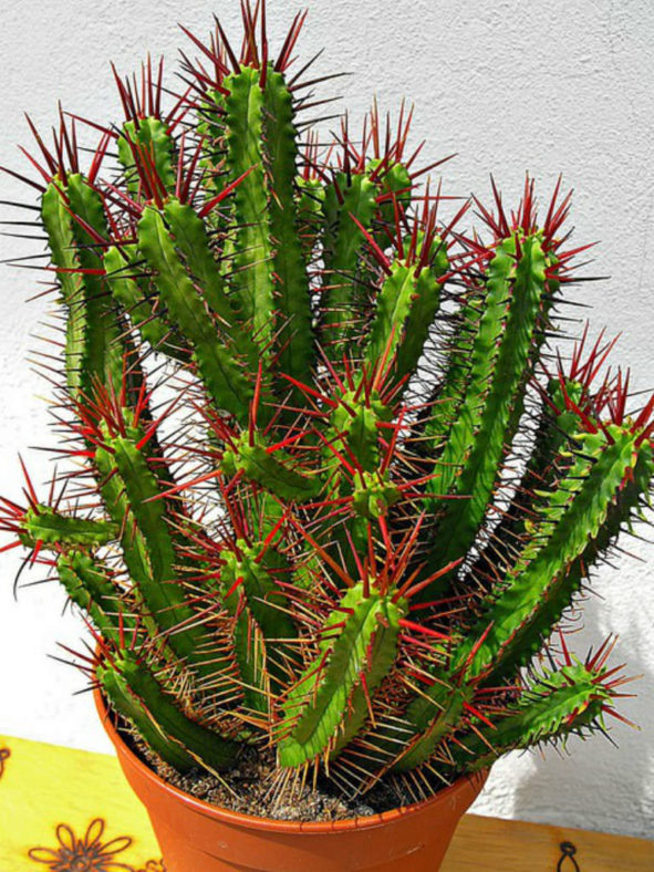 Euphorbia enopla (Pincushion Euphorbia)