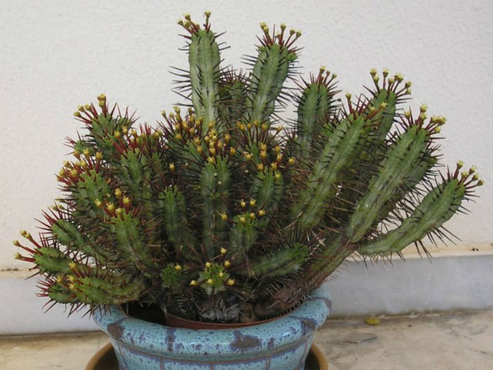 Euphorbia enopla (Pincushion Euphorbia) World of Succulents
