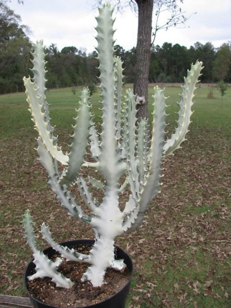 Euphorbia lactea 'White Ghost' (White Ghost Candelabra