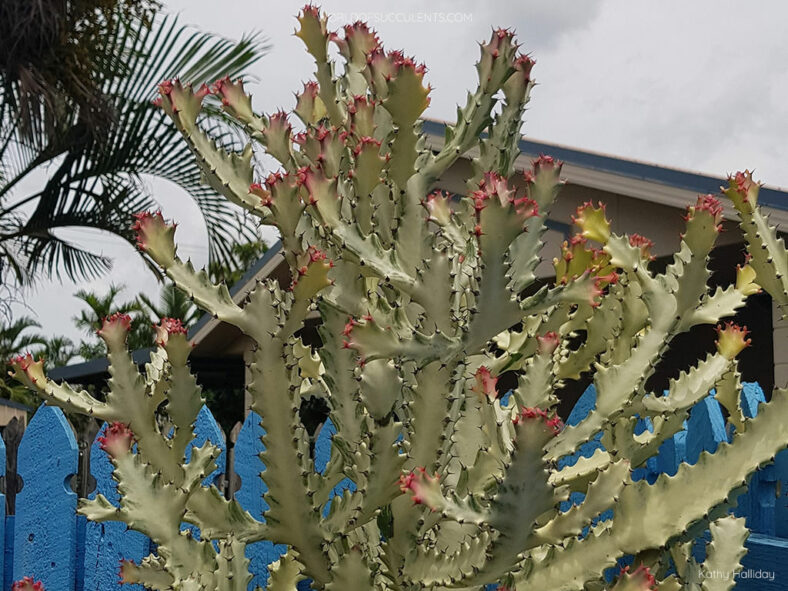 Euphorbia lactea 'White Ghost'