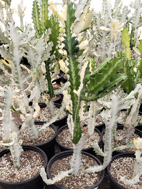 Partially reverted specimens of Euphorbia lactea 'White Ghost'