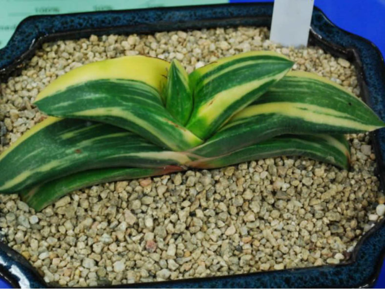 Gasteria nitida var. armstrongii 'Variegated' - Cow Tongue