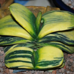 Gasteria nitida var. armstrongii 'Variegated' - Cow Tongue