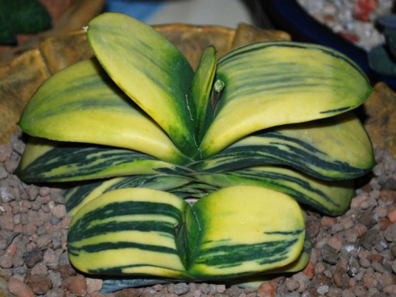 Gasteria nitida var. armstrongii (variegated)