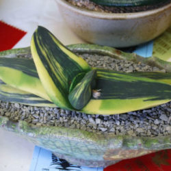 Gasteria nitida var. armstrongii 'Variegated' - Cow Tongue