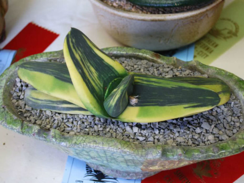 Gasteria nitida var. armstrongii (variegated)