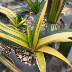 Gasteria nitida var. armstrongii 'Variegated' - Cow Tongue