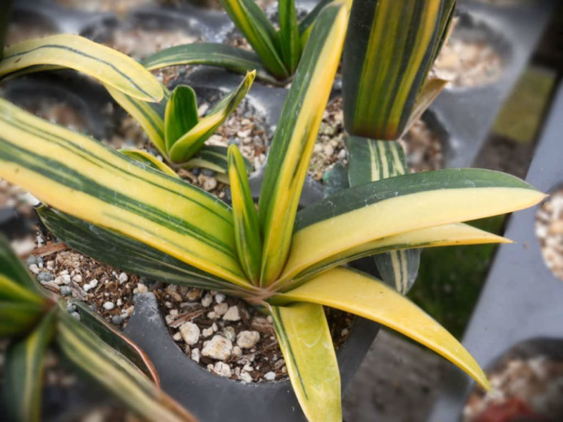 Gasteria nitida var. armstrongii (variegated)