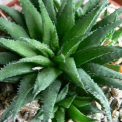 Haworthia floribunda