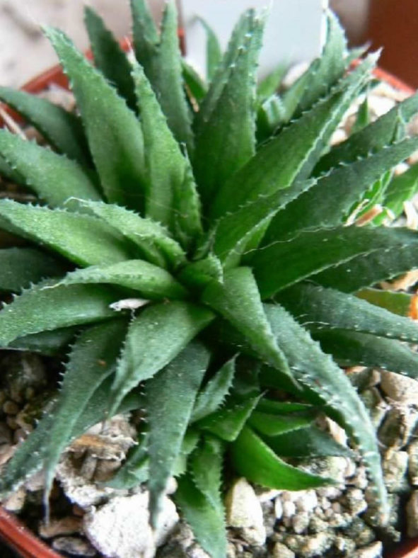 Haworthia floribunda