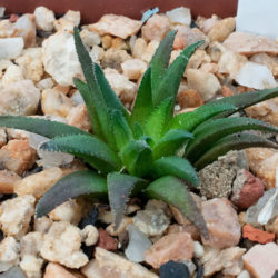 Haworthia floribunda
