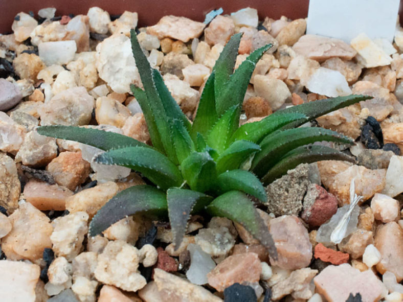 Haworthia floribunda