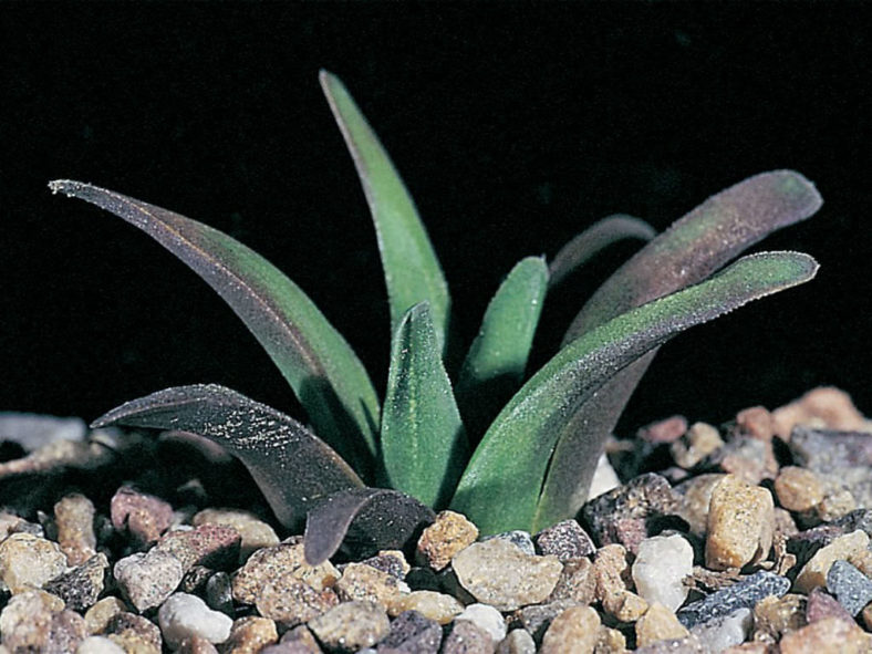 Haworthia floribunda