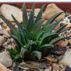 Haworthia floribunda