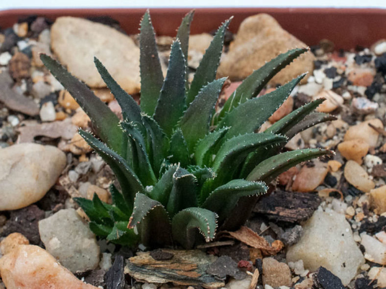 Haworthia floribunda