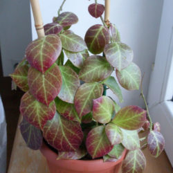 Hoya obscura (Red Wax Plant)