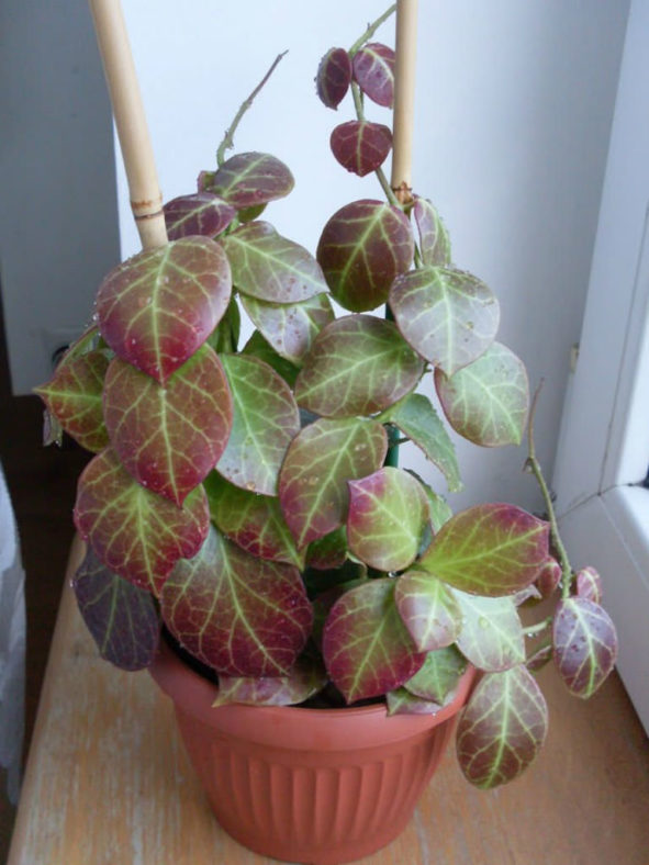 Hoya obscura (Red Wax Plant)