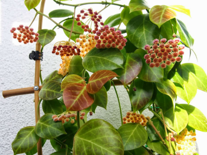 Hoya obscura (Red Wax Plant)