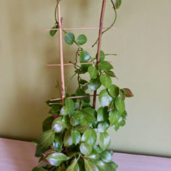 Hoya obscura (Red Wax Plant)