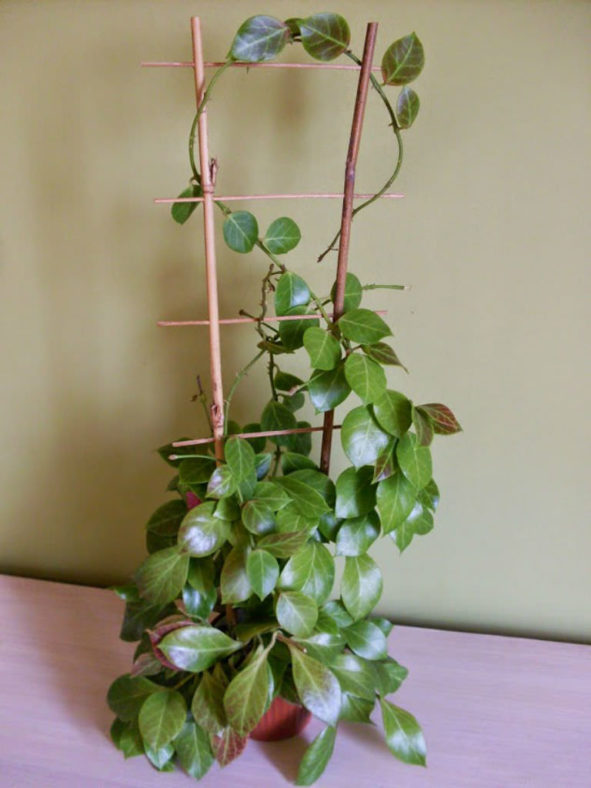 Hoya obscura (Red Wax Plant)