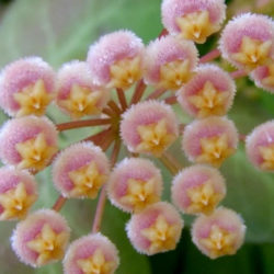 Hoya obscura (Red Wax Plant)