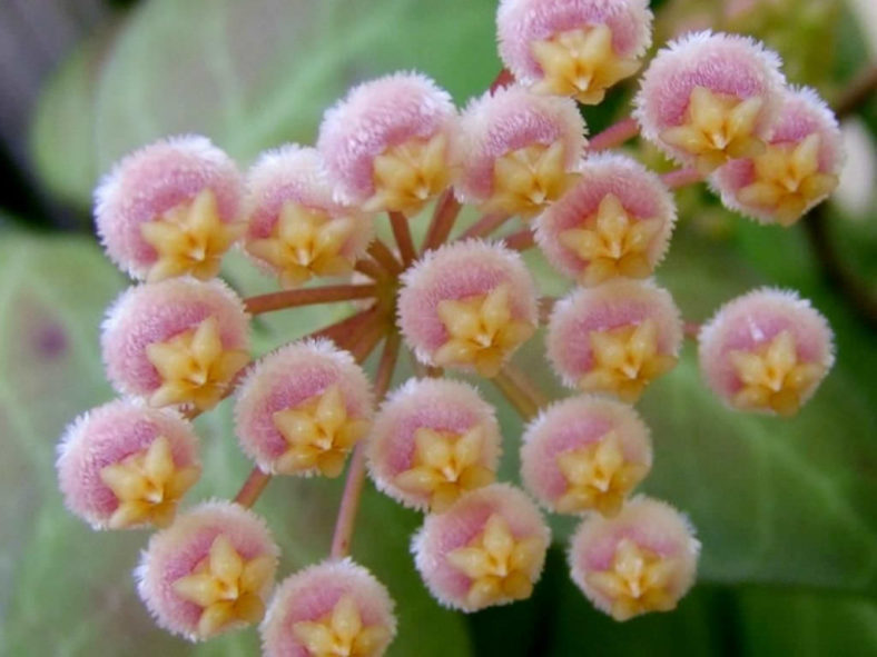 Hoya obscura (Red Wax Plant)