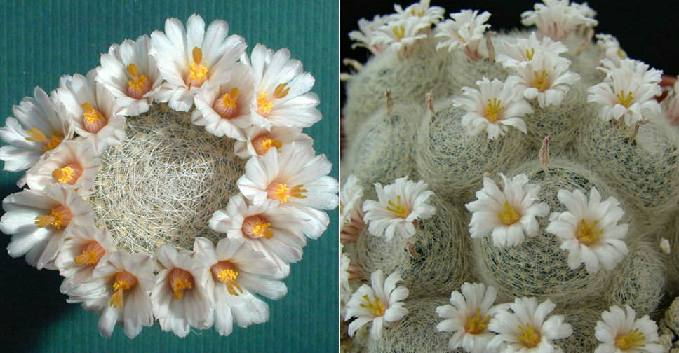 Mammillaria lenta - World of Succulents