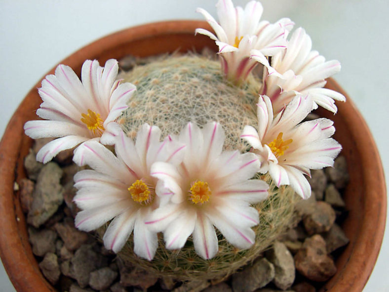 Mammillaria lenta