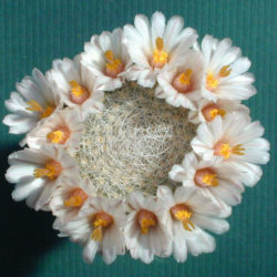 Mammillaria lenta