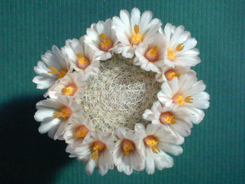 Mammillaria lenta