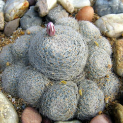 Mammillaria lenta