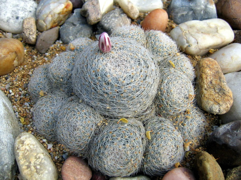 Mammillaria lenta