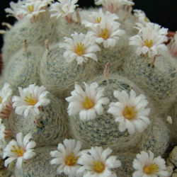 Mammillaria lenta
