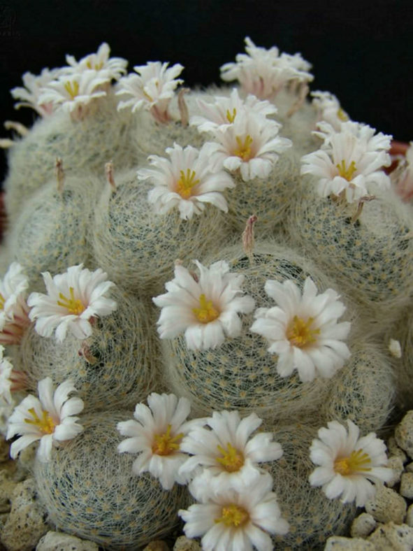 Mammillaria lenta