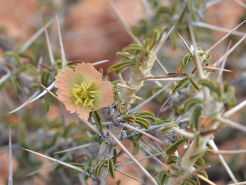 Monsonia salmoniflora - Bushman's Candle